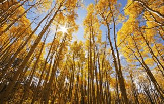 sunlight showing through aspen trees in the fall